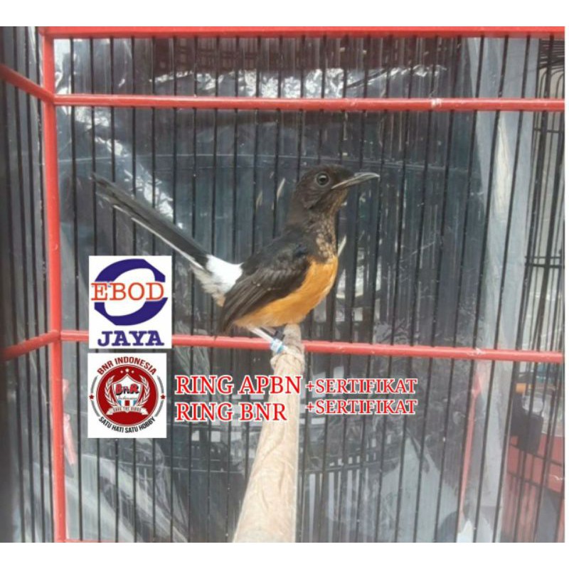 MURAI BATU BAHOROK RING APBN DAN RING BNR