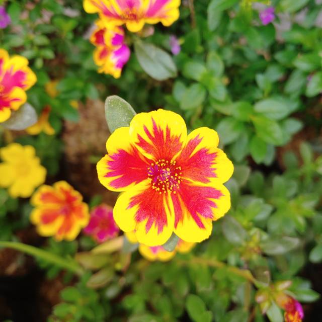  Tanaman  hias bunga  portulaca Bunga  pukul 9 Shopee  