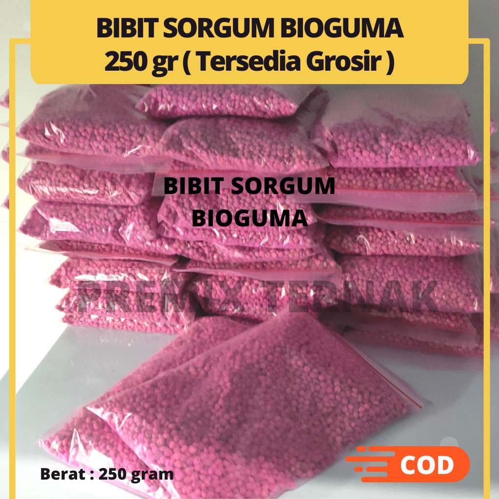 BIBIT SORGUM BIOGUMA TIPE 2 - Benih Sorgum Bioguma - Varian 500gr &amp; 250gr Sorghum Cantel hijauan pakan ternak