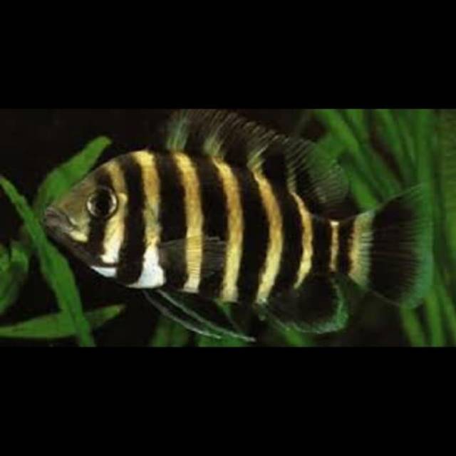 Ikan hias  ninety nine cichlid / zebra talapia