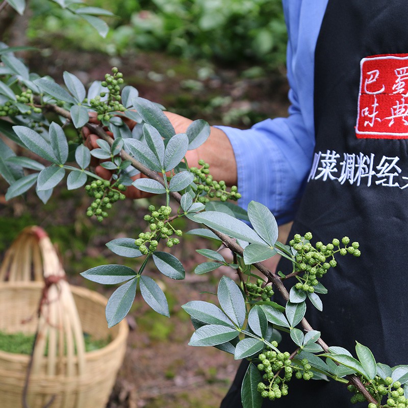 SzeChuan Green Pepper / Qing Hua Jiao / SiChuan Pepper Lada Hijau 100g