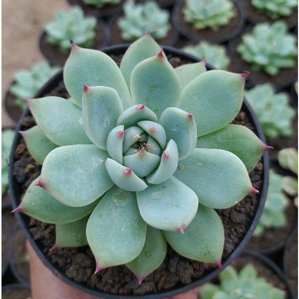 echeveria chihuahuaensis