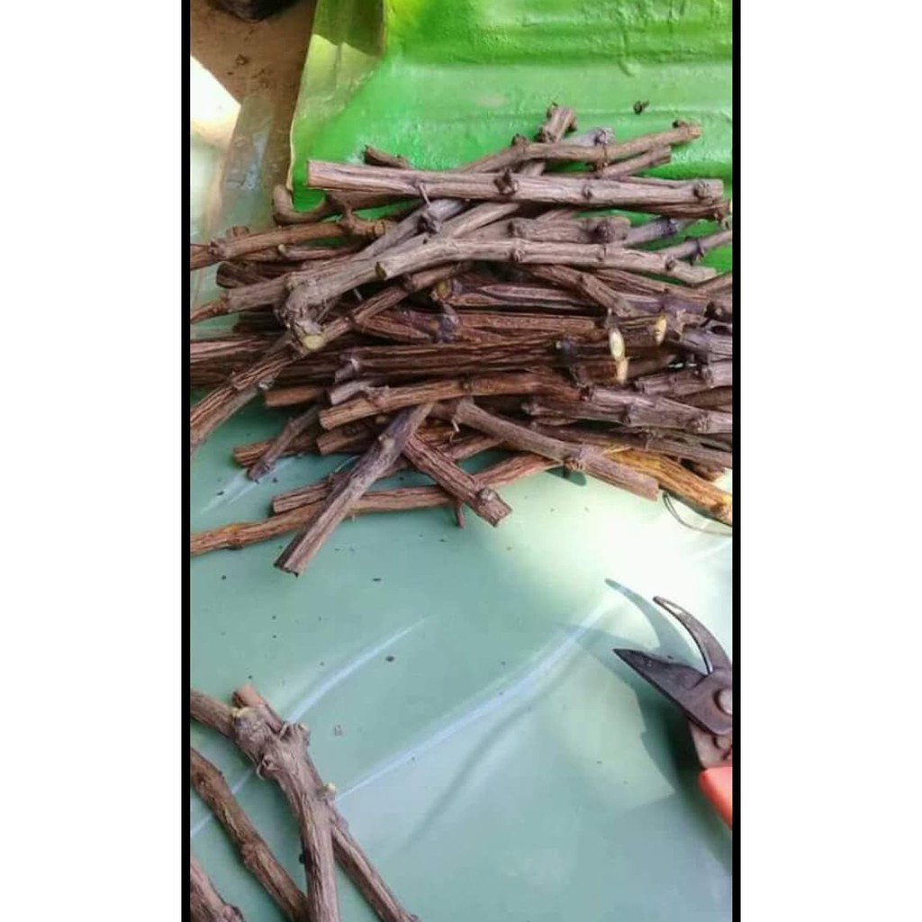 5 Stek Cutting Bibit Anggur Ninel Import