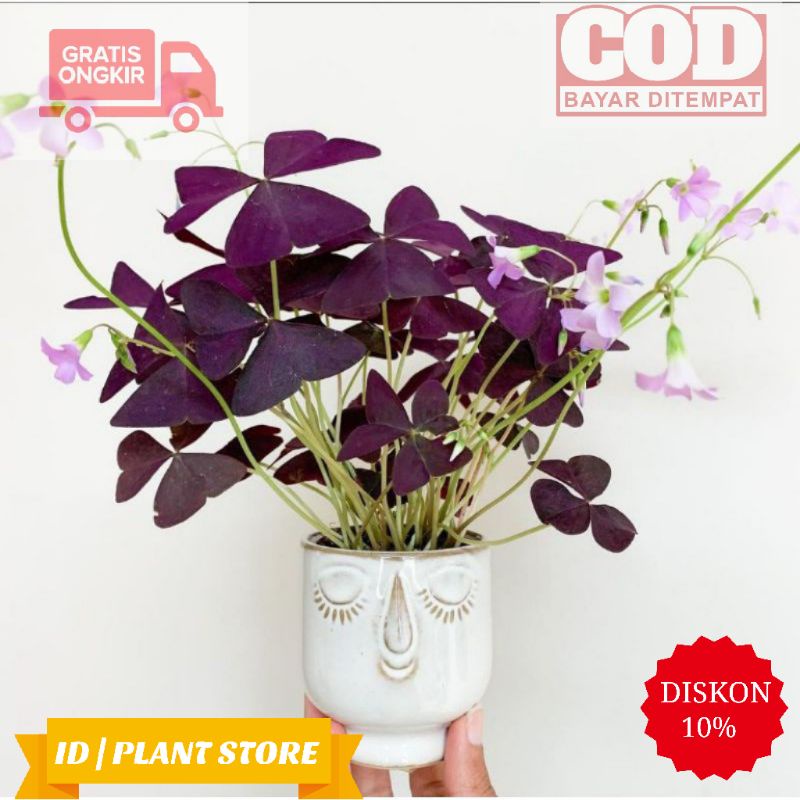 Tanaman hias oxalis triangularis batik-kupu kupu ungu-tanaman hidup-bunga hiasan