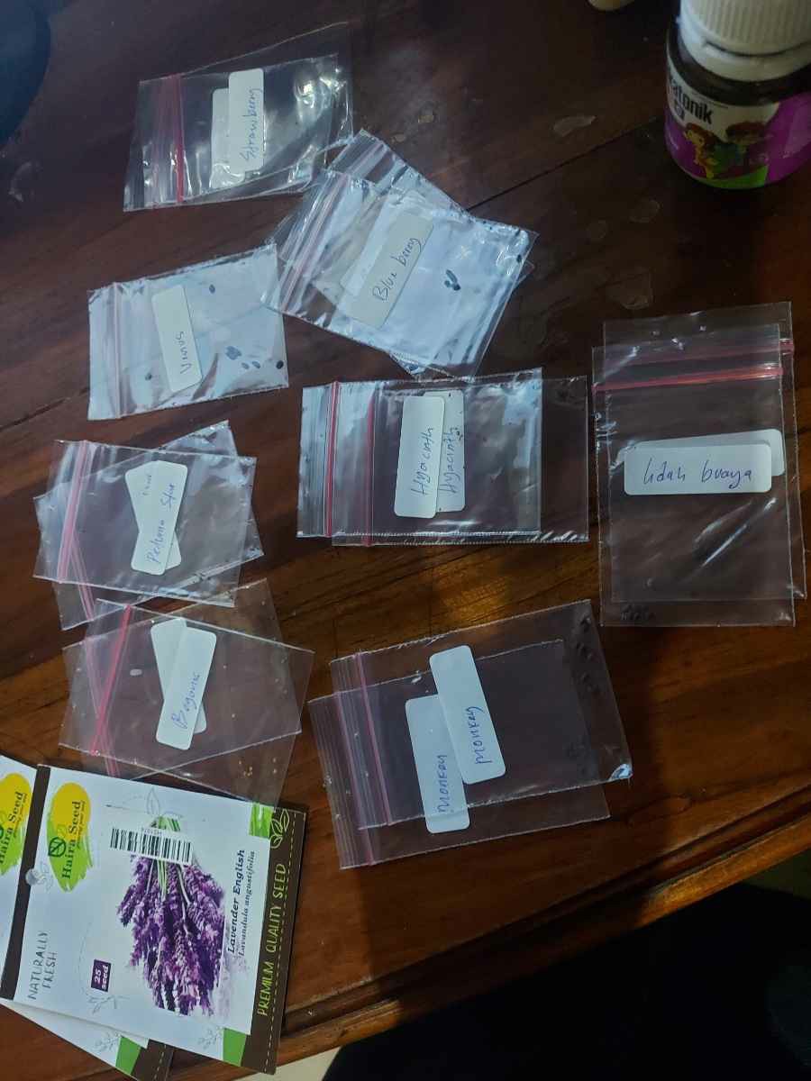 (isi 10 Butir)benih Blue Berry