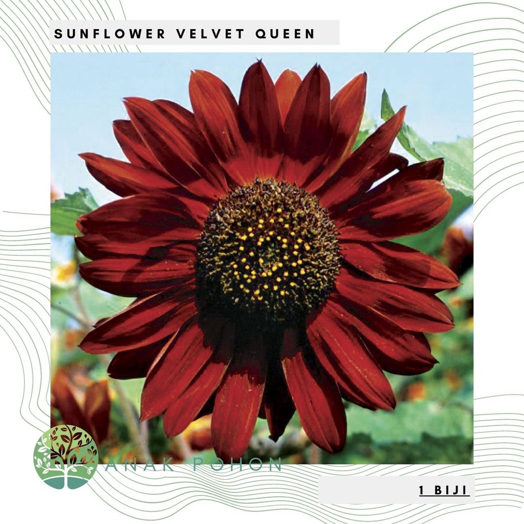 Benih Bibit Biji - Sunflower Velvet Queen Deep Red Bunga Matahari Merah Seeds - IMPORT