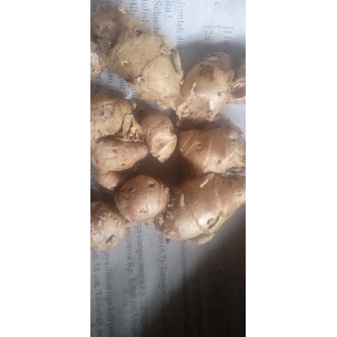 

kencur 500 gram dan 1 kg
