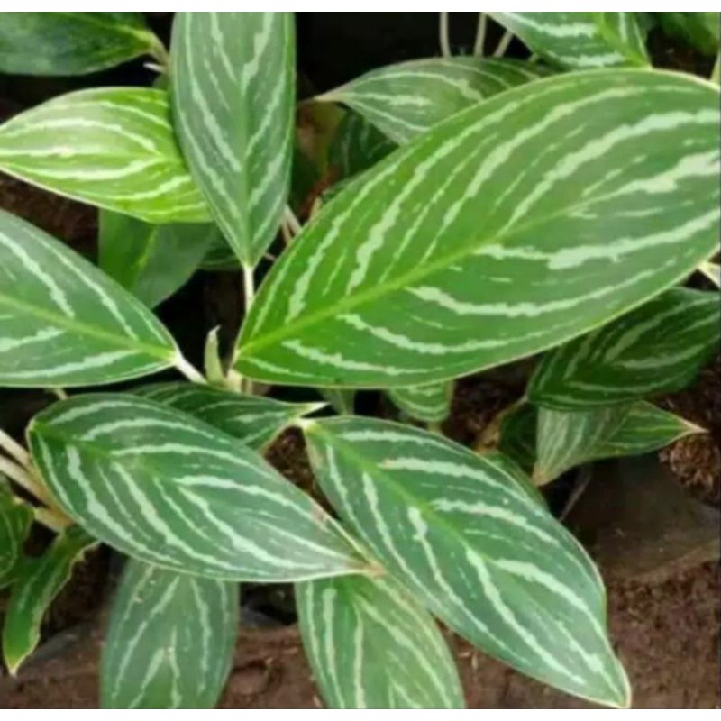 tanaman hias aglonema zebra/blanceng zebra