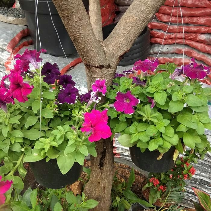 Tanaman hias petonia / bunga begonia + Pot