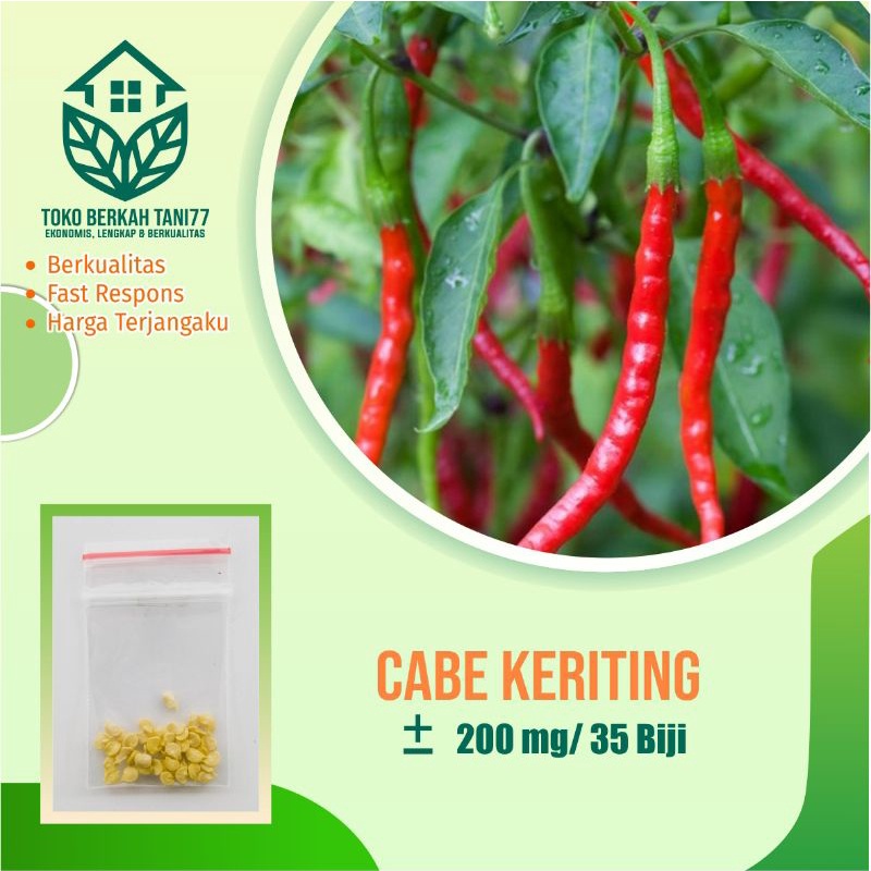 BENIH SAYURAN UNGGUL TERLENGKAP TERJANGKAU BIBIT KUBIS TOMAT SAWI TERONG CABE BUNCIS BAYAM KANGKUNG-Cabe merah keriting
