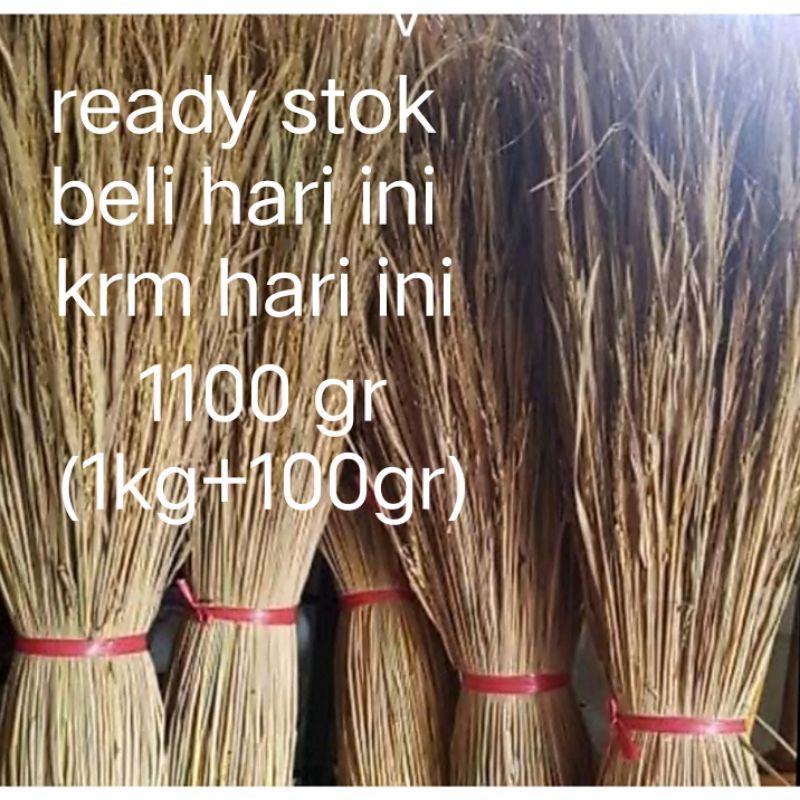 jerami padi kering