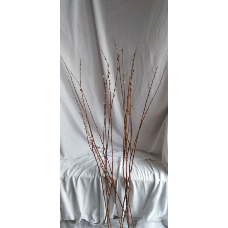 ranting kering - ranting murah - ranting pussy willow -