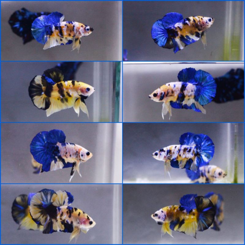 

yellow koi