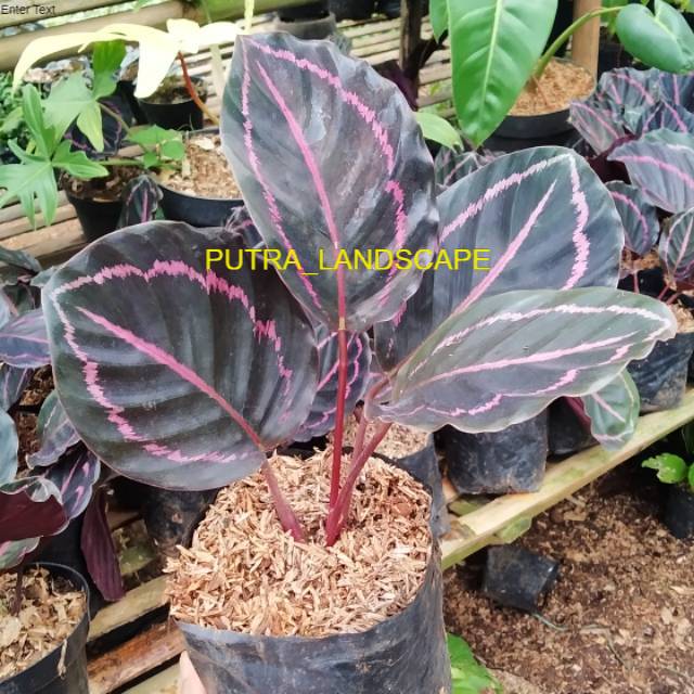 Jual tanaman hias calathea black lipstick-calathea-calathea black lipstick