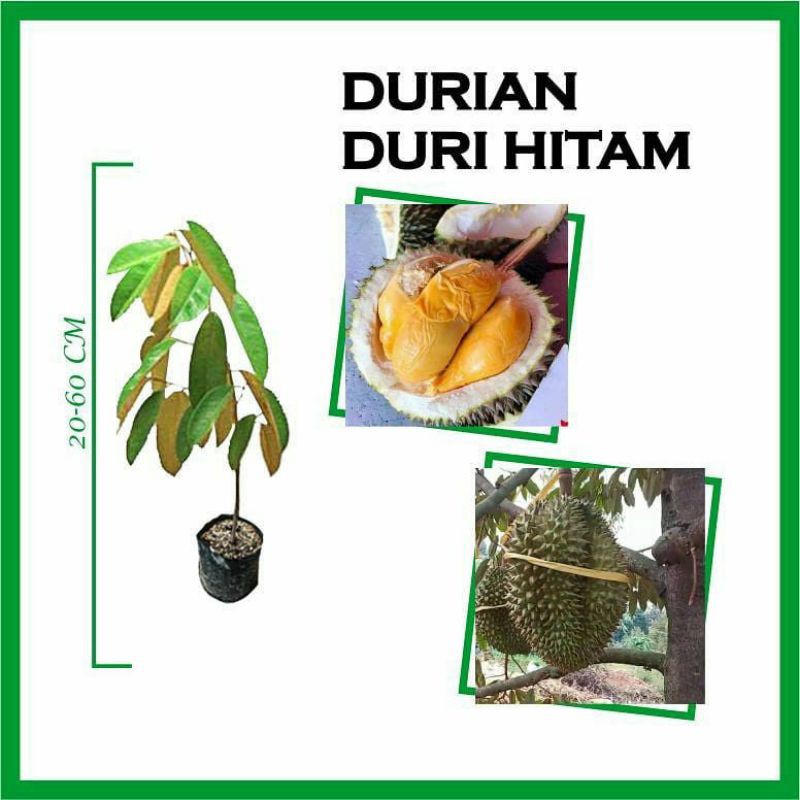 bibit durian duri hitam super