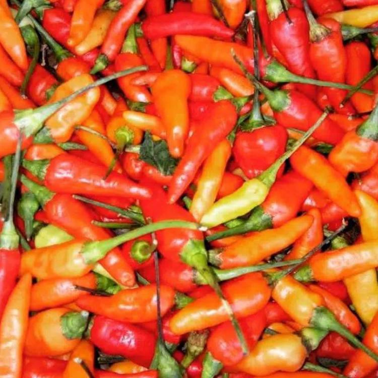 

[ Best Seller ] CABAI RAWIT MERAH