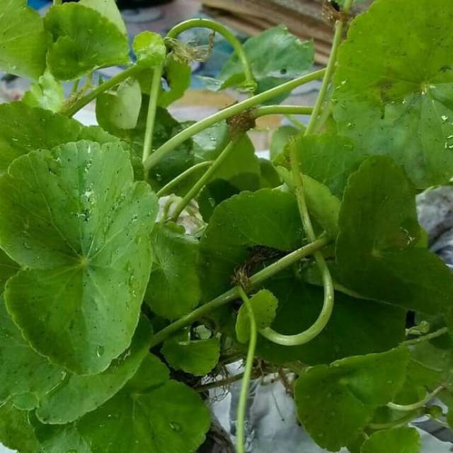

Daun Pegangan Segar 500 gram
