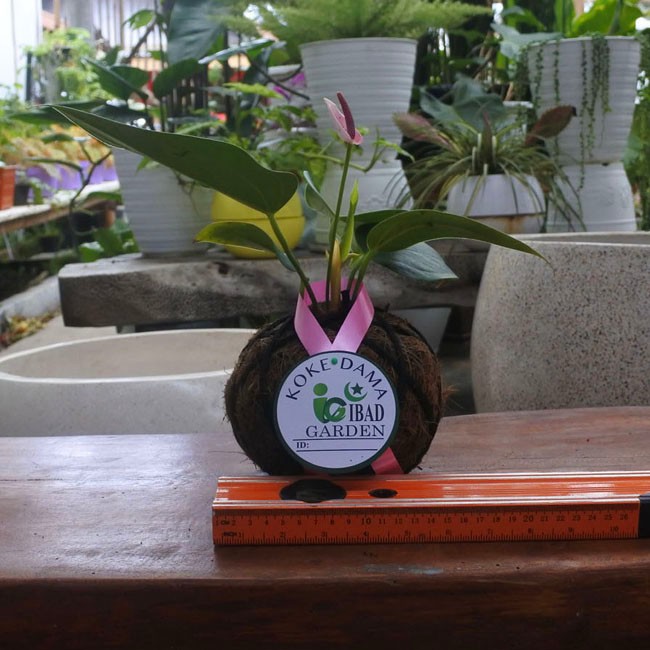 Tanaman hias untuk di indoor KOKEDAMA bunga anthurium ungu mini