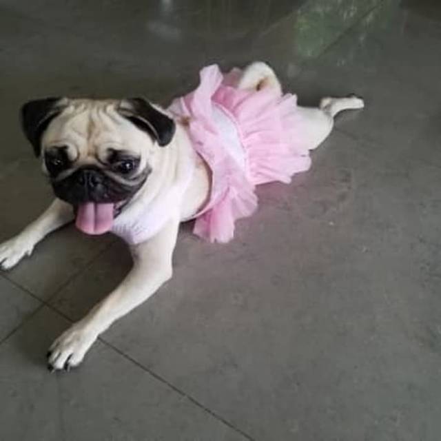 Pet Clothes &quot;DRESS TUTU PITA&quot; Baju Kucing Anjing