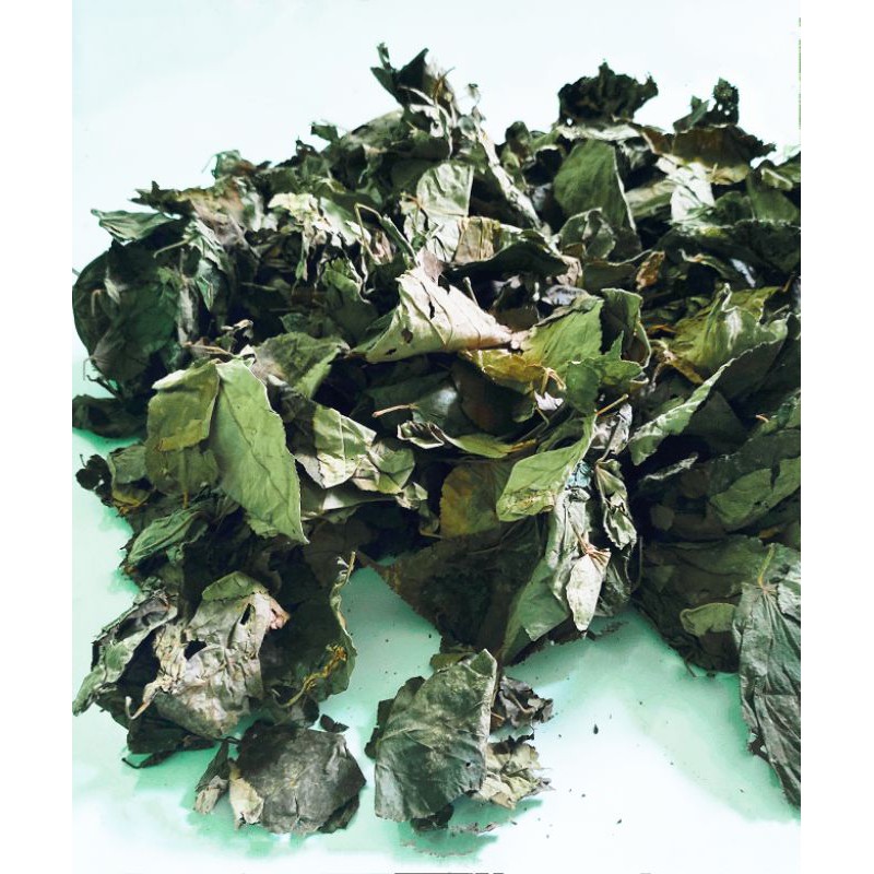 

Daun Jati Belanda 1kg Kering termurah