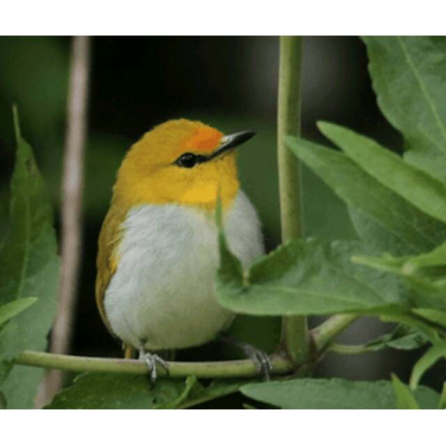 12+ Burung pleci jantan dan betina terupdate