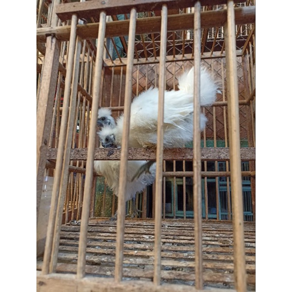 ayam kapas dewasa sepasang