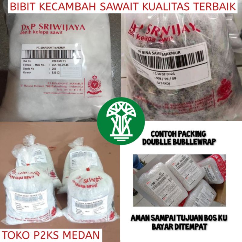 Bibit Kecambah Sawit Unggul SRIWIJAYA 5 KECAMBAH SAWIT SJ5 Bibit Sawit Unggul Terbaik dan Terlaris