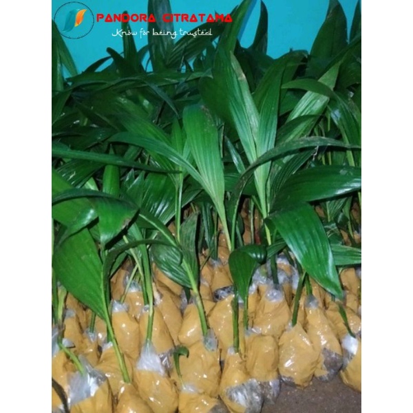 Bibit unggul pinang hibrida kualitas juara