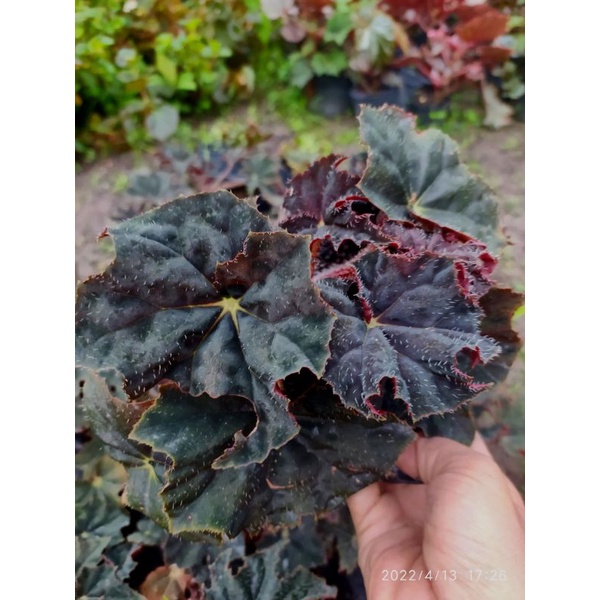 begonia black velvet