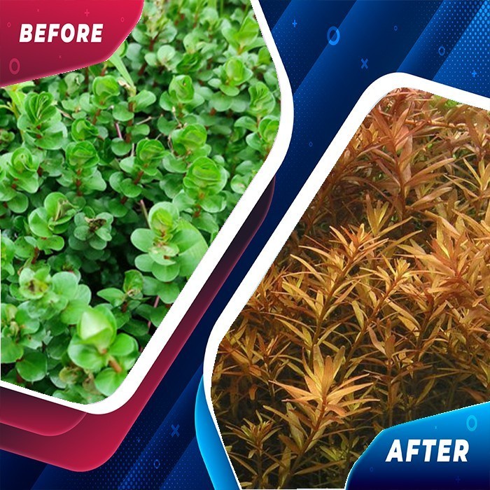 tanaman Rotala BSD tanaman aquascape