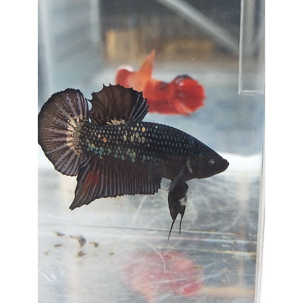 ikan cupang avatar black copper