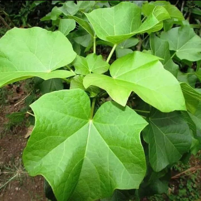Daun Jarak/obat herbal daun jarak