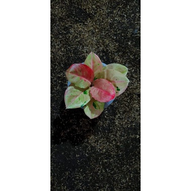 Aglonema Emerald jumbo + pot yogap 13