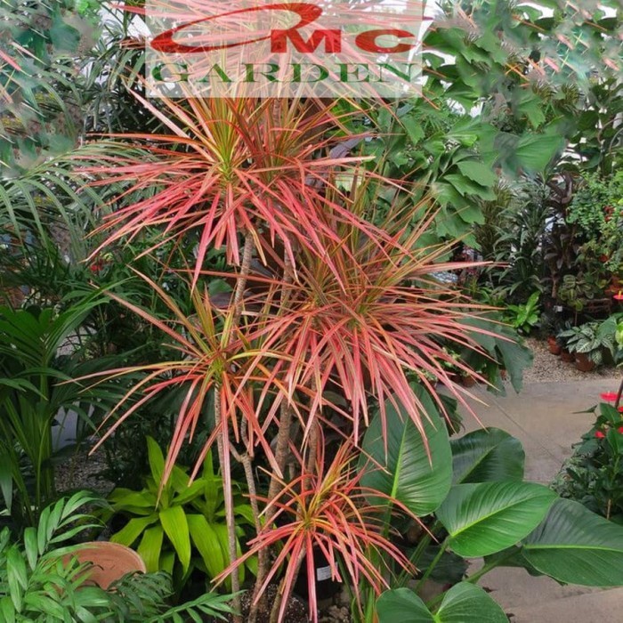 Bonsai Bonsae Dracaena Marginata Tree Tricolor Tri Color Merah 001