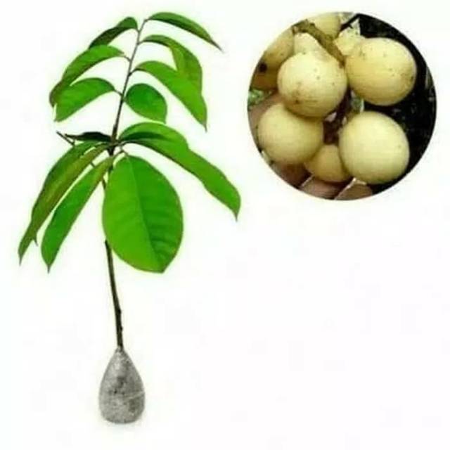 Bibit buah langsat (langsep)
