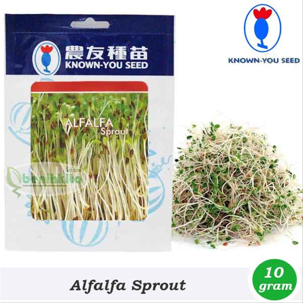 Benih Alfalfa Sprout - Known You Seed Murah
