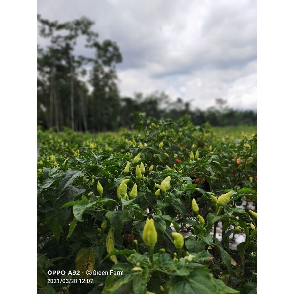 New Cabe Cabe Semprul Cabe prentul 10gr Orginal