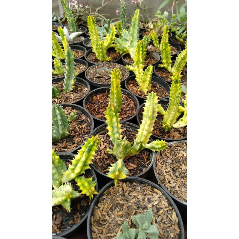 SUKULEN/EUPHORBIA VARIGATA