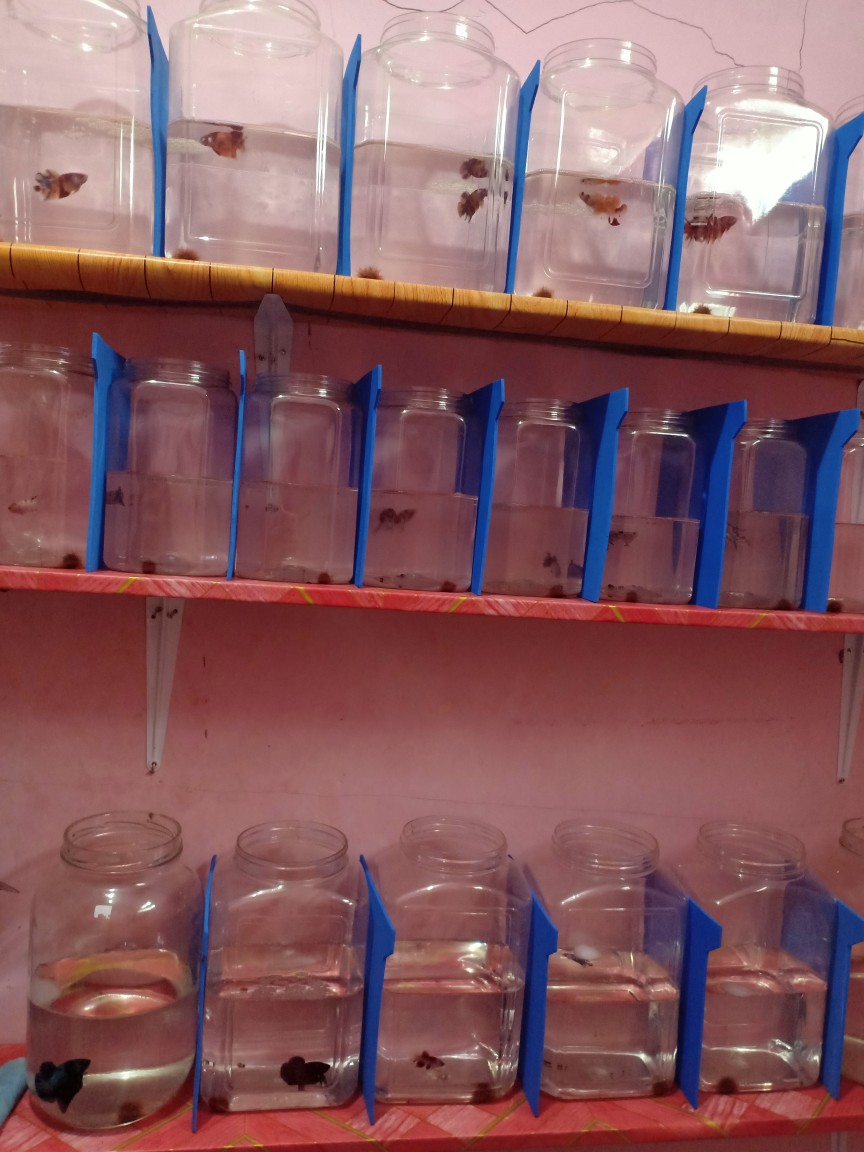 Termurah Toples Kotak Tinggi 2 Liter / Toples Cupang Khusus Gojek/grab