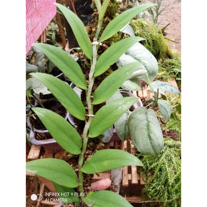 rhaphidophora crassifolia