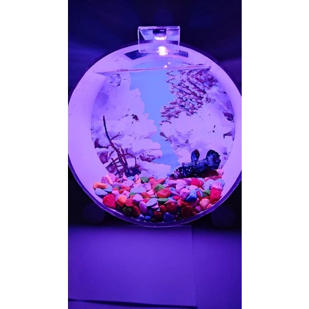 AQUARIUM IKAN CUPANG - AQUARIUM IKAN KECIL MINI - AQUARIUM GANTUNG (POLOS TANPA AKSESORIS)