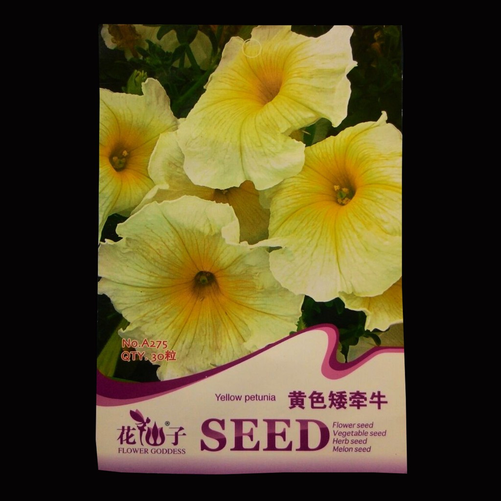 

Terlaris Petunia Yellow Original Pack Grosir