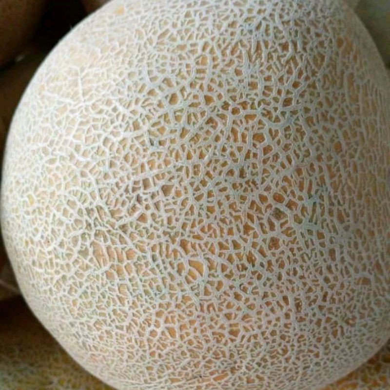

buah melon manis1buah