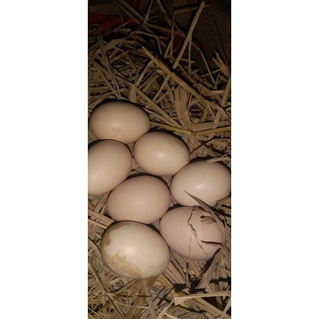 telur ayam bangkok.untuk.di.tetaskan.