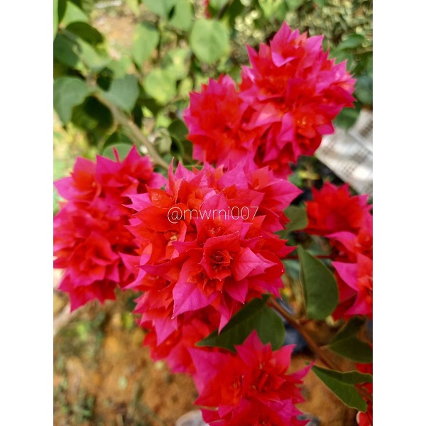 Bougenville Hawai Tumpuk Merah Cabe