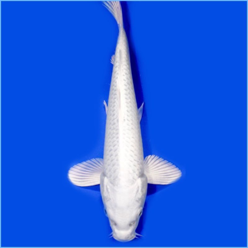 PAJANGAN AQUARIUM - Koi Platinum size 18-20cm