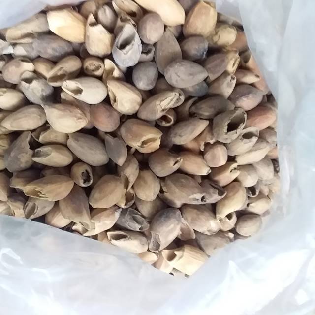 Benih Biji Gmelina Arborea / Jati Putih 1kg