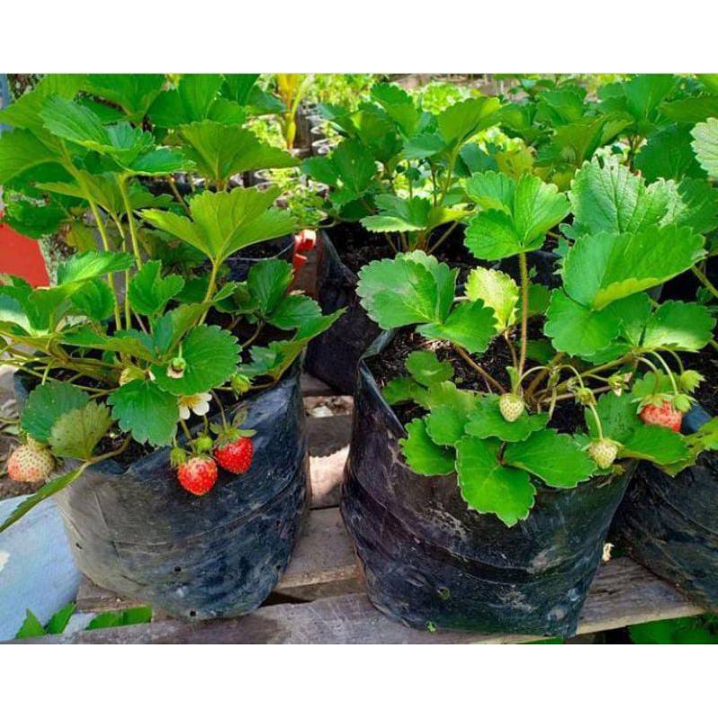 

paket jambu air termanis