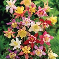 Benih Bibit Biji - Bunga Columbine Mixed Flower Seeds - IMPORT