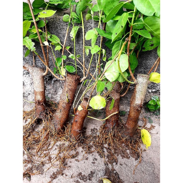 bahan bonsai sancang prospek siap program
